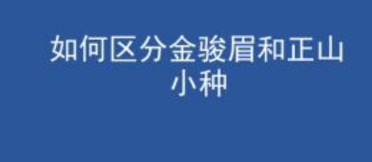 茶事：金骏眉和正山小种的关系