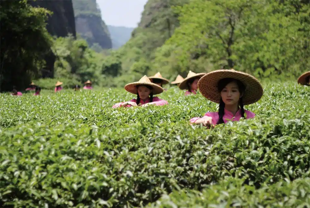 武夷岩茶13道制茶工艺！