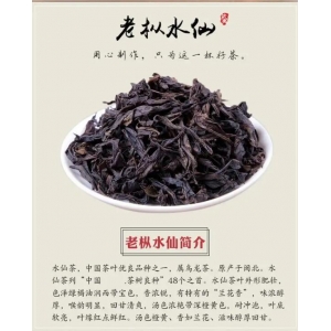 武夷岩茶：什么是老枞水仙？什么又是枞味呢？