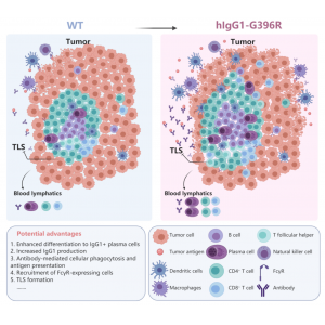 清华北大研究团队合作发现IgG1记忆性B细胞抗原受体变异体对肿瘤的抵御作用