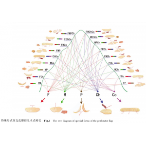 特殊形式穿支皮瓣及其衍生术式成为国际显微外科首次用中国人姓氏命名的手术方式