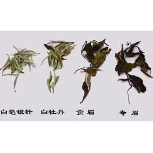 茶事：白毫银针、白牡丹、贡眉、寿眉怎么识别？